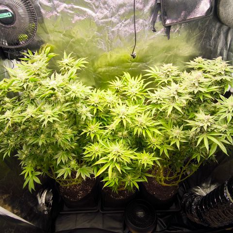 Orange lemon growlog timeline photo