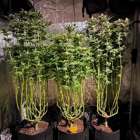 Orange lemon growlog timeline photo