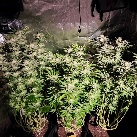 Orange lemon growlog timeline photo