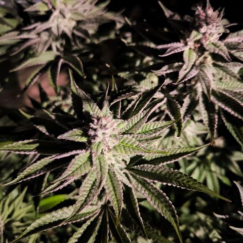 Orange lemon growlog timeline photo