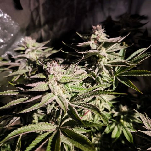 Orange lemon growlog timeline photo