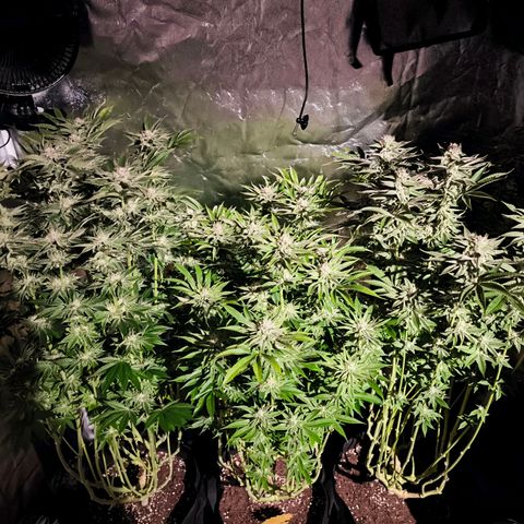 Orange lemon growlog timeline photo