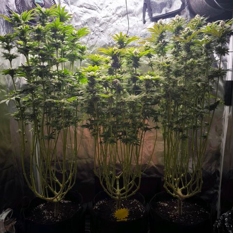 Orange lemon growlog timeline photo