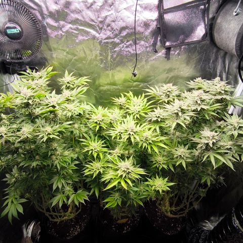 Orange lemon growlog timeline photo