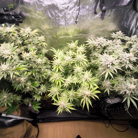 Orange lemon growlog timeline photo