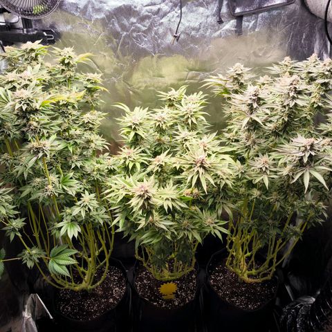 Orange lemon growlog timeline photo