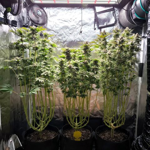 Orange lemon growlog timeline photo