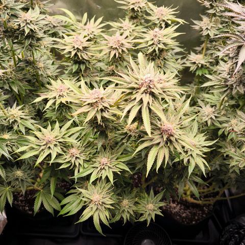 Orange lemon growlog timeline photo