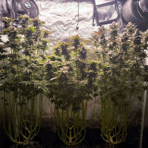 Orange lemon growlog timeline photo
