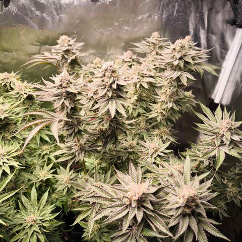 Orange lemon growlog timeline photo