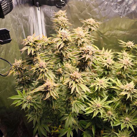 Orange lemon growlog timeline photo