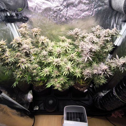 Orange lemon growlog timeline photo