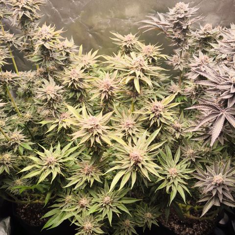 Orange lemon growlog timeline photo