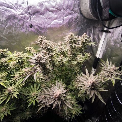 Orange lemon growlog timeline photo