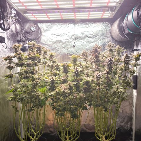 Orange lemon growlog timeline photo