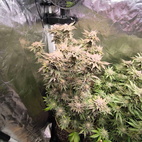 Orange lemon growlog timeline photo