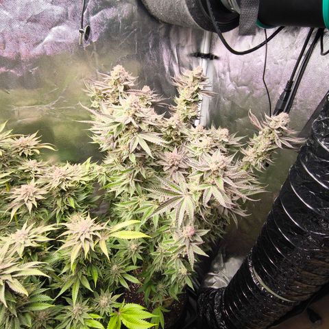 Orange lemon growlog timeline photo