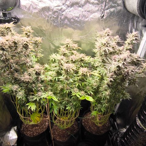 Orange lemon growlog timeline photo
