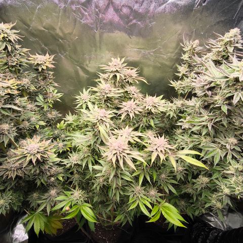 Orange lemon growlog timeline photo