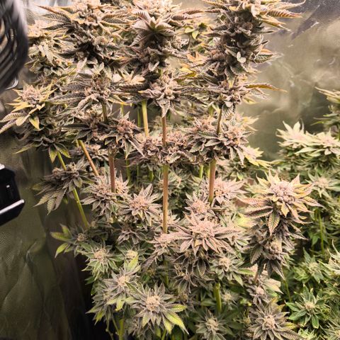 Orange lemon growlog timeline photo