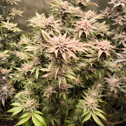 Orange lemon growlog timeline photo