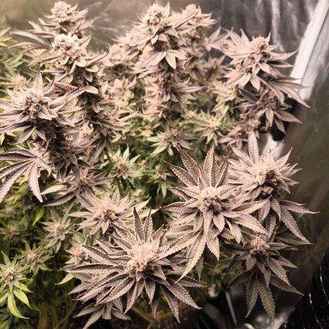 Orange lemon growlog timeline photo