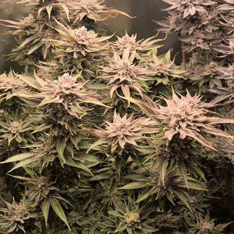 Orange lemon growlog timeline photo