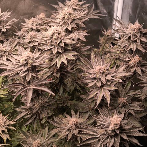 Orange lemon growlog timeline photo