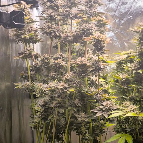 Orange lemon growlog timeline photo