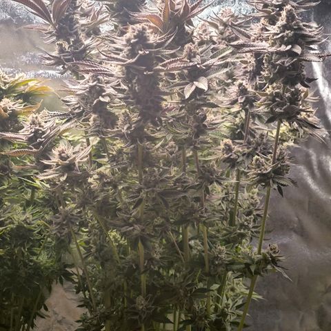 Orange lemon growlog timeline photo