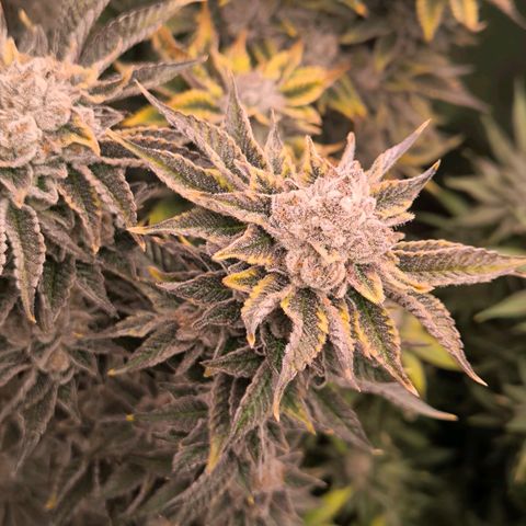 Orange lemon growlog timeline photo