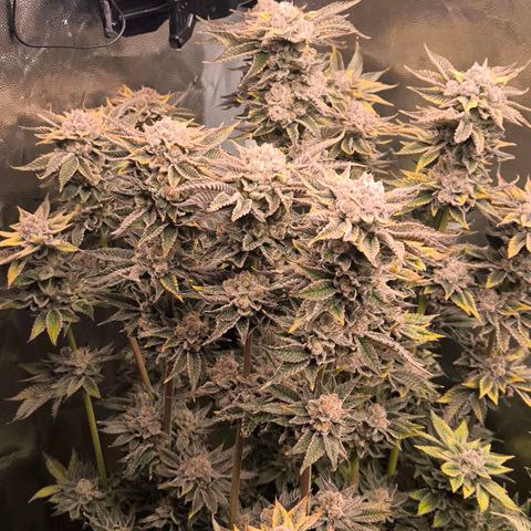 Orange lemon growlog timeline photo