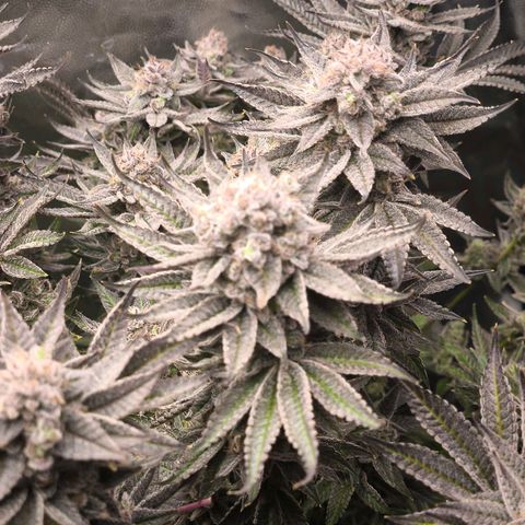 Orange lemon growlog timeline photo