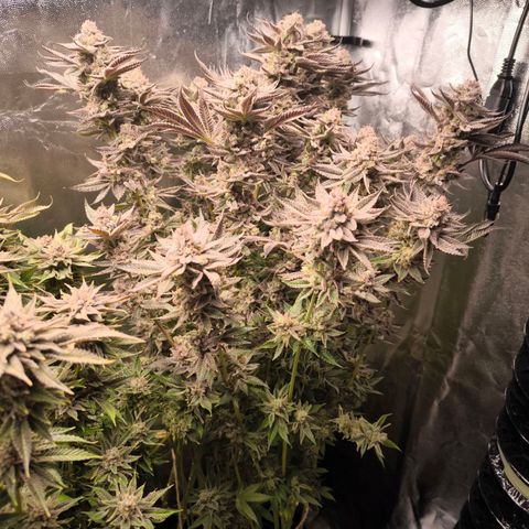 Orange lemon growlog timeline photo
