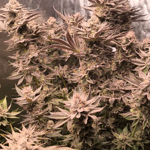 Orange lemon growlog timeline photo