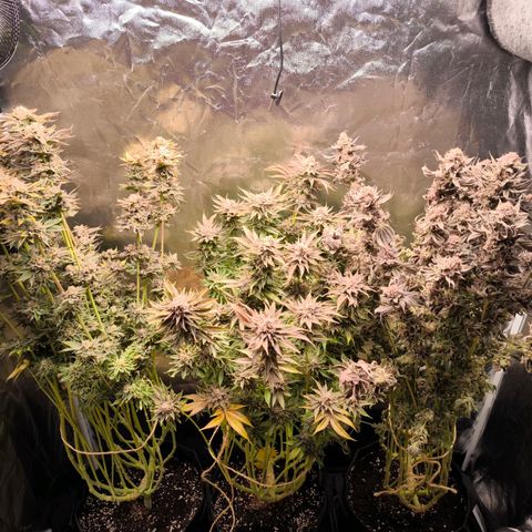 Orange lemon growlog timeline photo