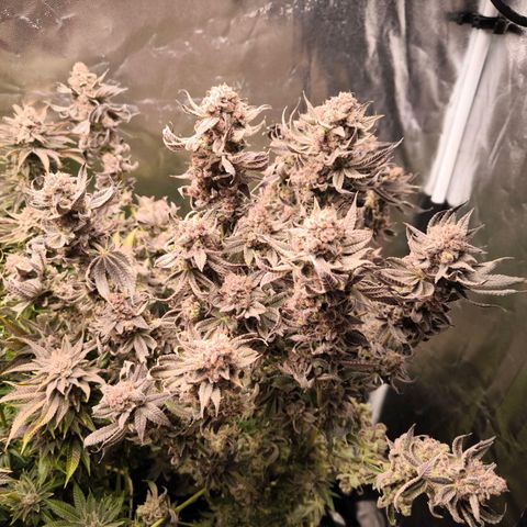 Orange lemon growlog timeline photo