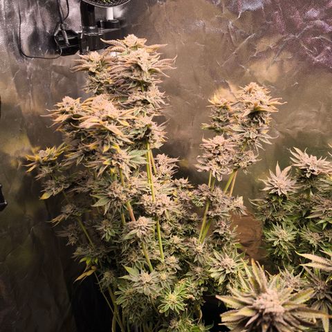 Orange lemon growlog timeline photo