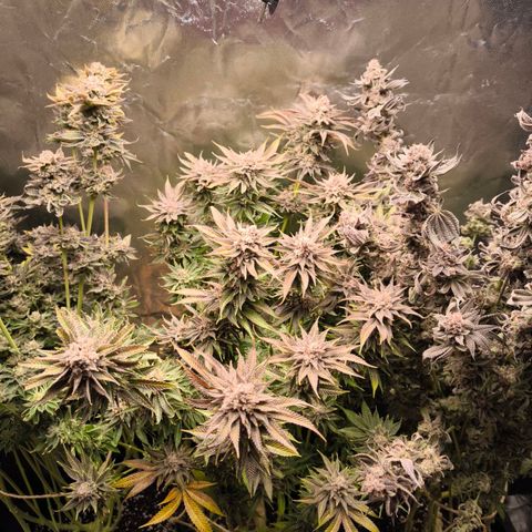 Orange lemon growlog timeline photo