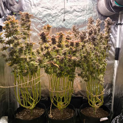 Orange lemon growlog timeline photo