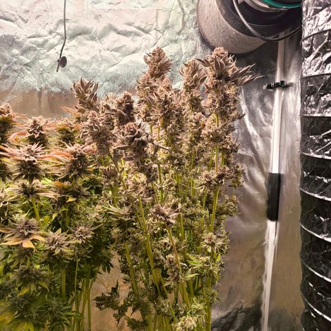 Orange lemon growlog timeline photo