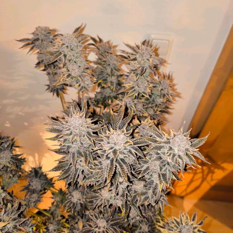Orange lemon growlog timeline photo