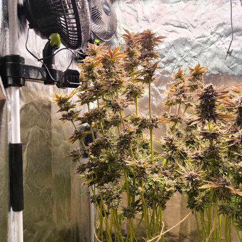 Orange lemon growlog timeline photo