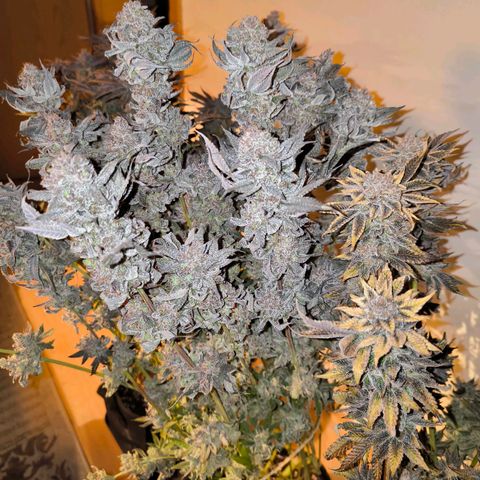Orange lemon growlog timeline photo
