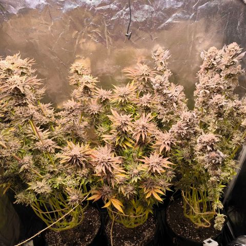 Orange lemon growlog timeline photo