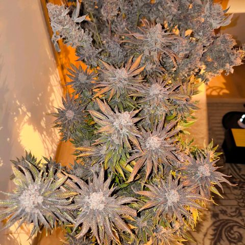Orange lemon growlog timeline photo
