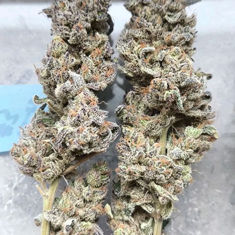 Orange lemon growlog timeline photo
