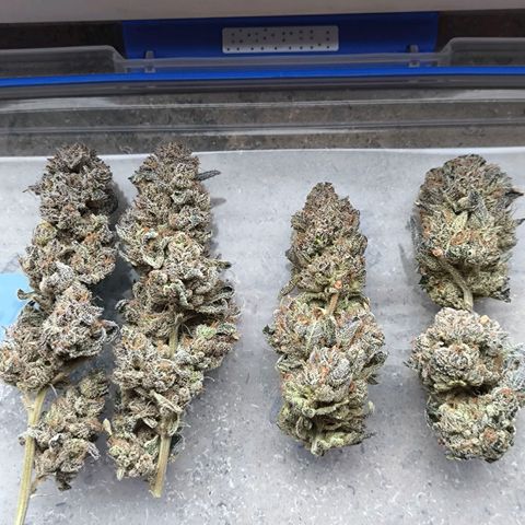 Orange lemon growlog timeline photo