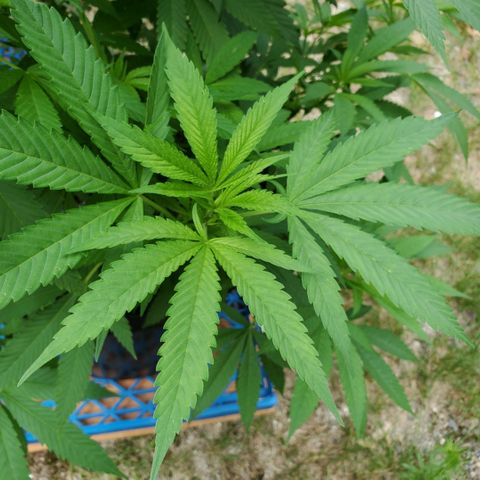 Cotton Candy  growlog timeline photo