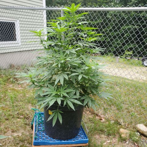 Cotton Candy  growlog timeline photo